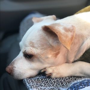 Meet your Posher, Evelyn